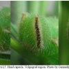 hyp lupina larva5 volg4